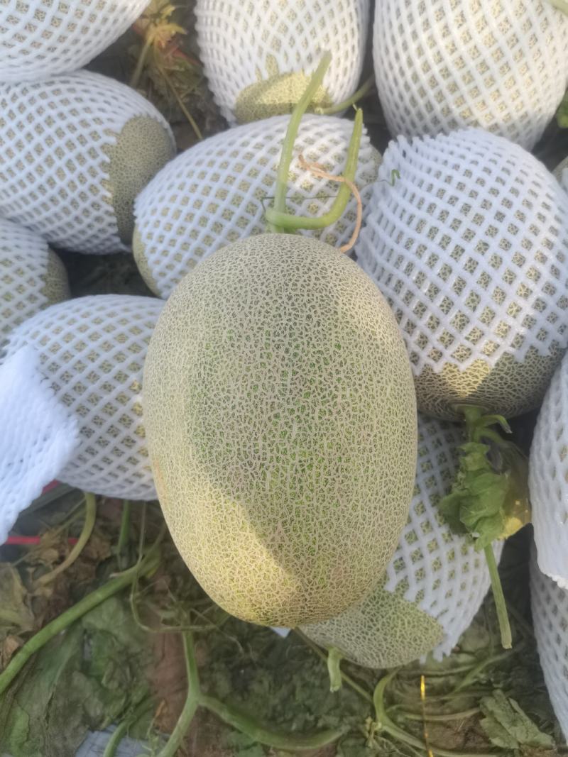海南小蜜25大量上市，产地直发，可视频看货