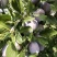 内蒙古西梅