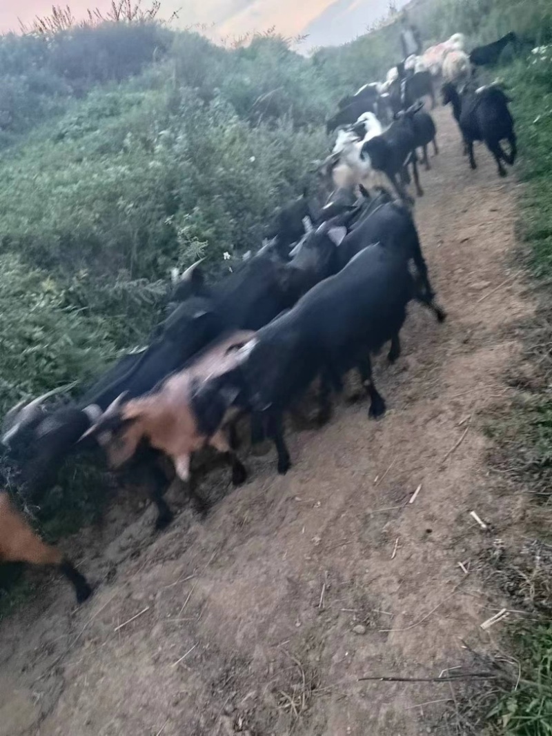 贵州黑山羊活羊发往全国可视频看货来电详谈