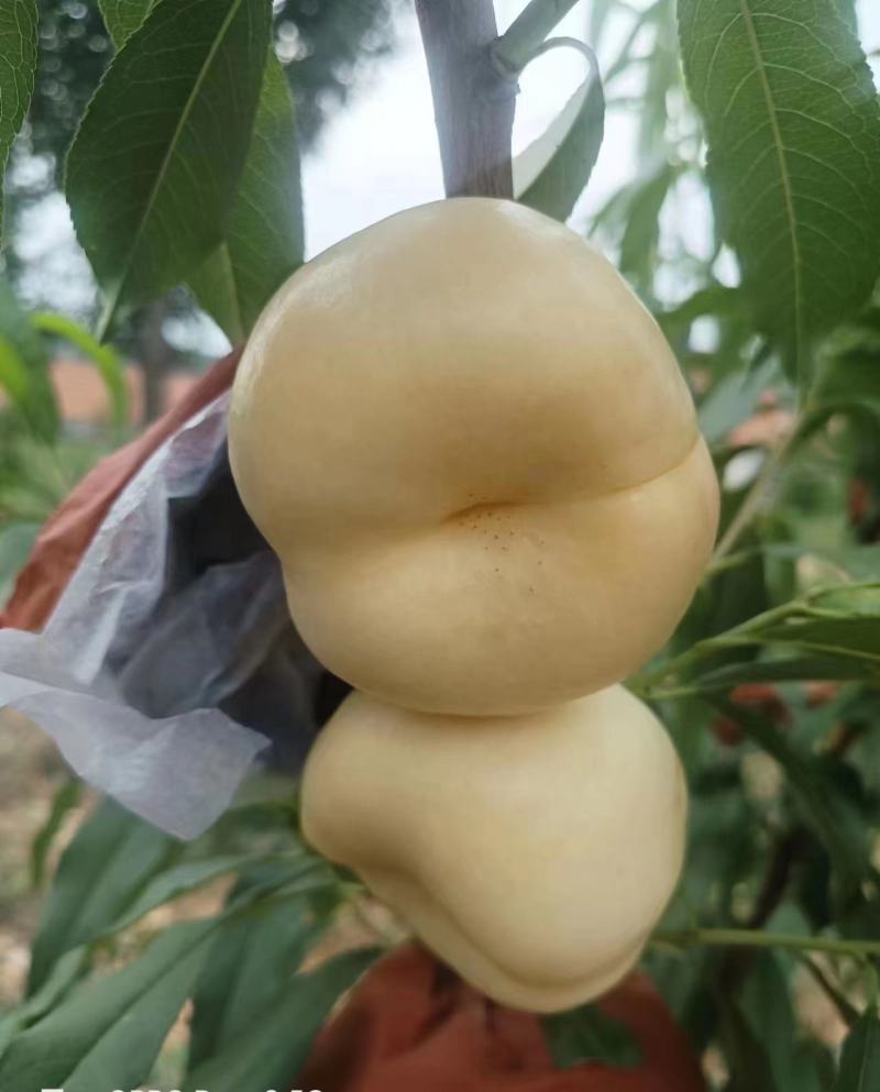 【推荐】优质早熟中熟奶油蟠桃树苗产地直发，保质保量欢迎