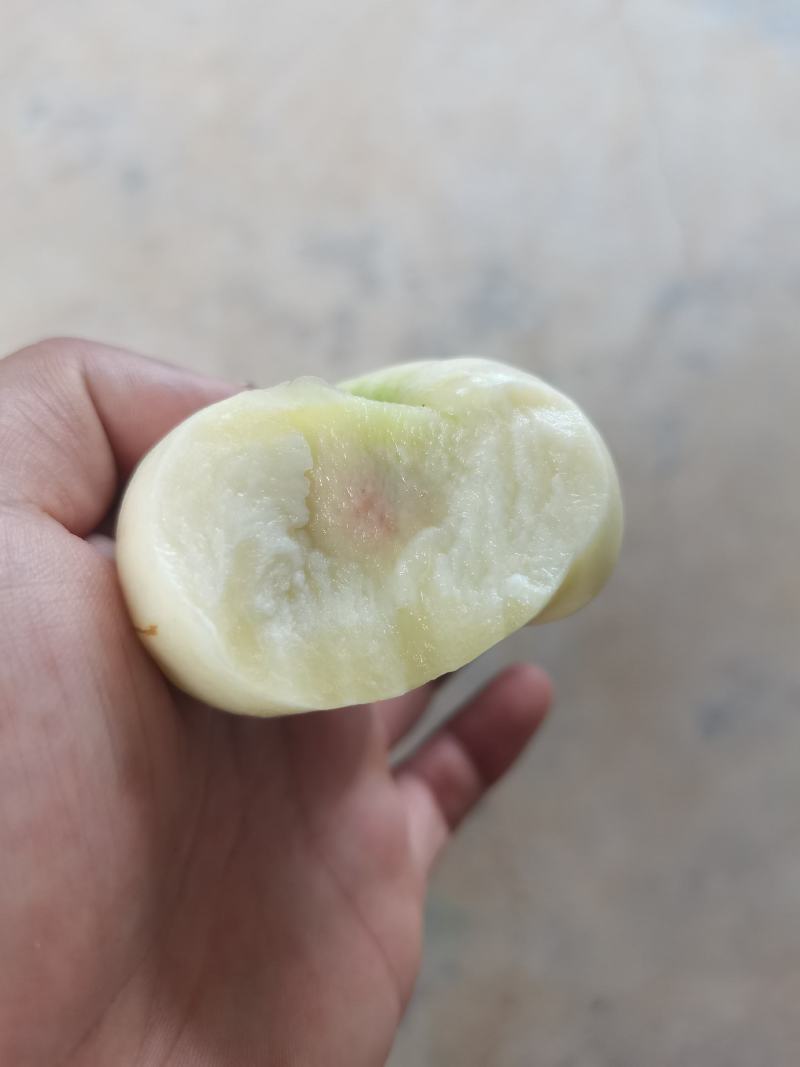 【推荐】优质早熟中熟奶油蟠桃树苗产地直发，保质保量欢迎