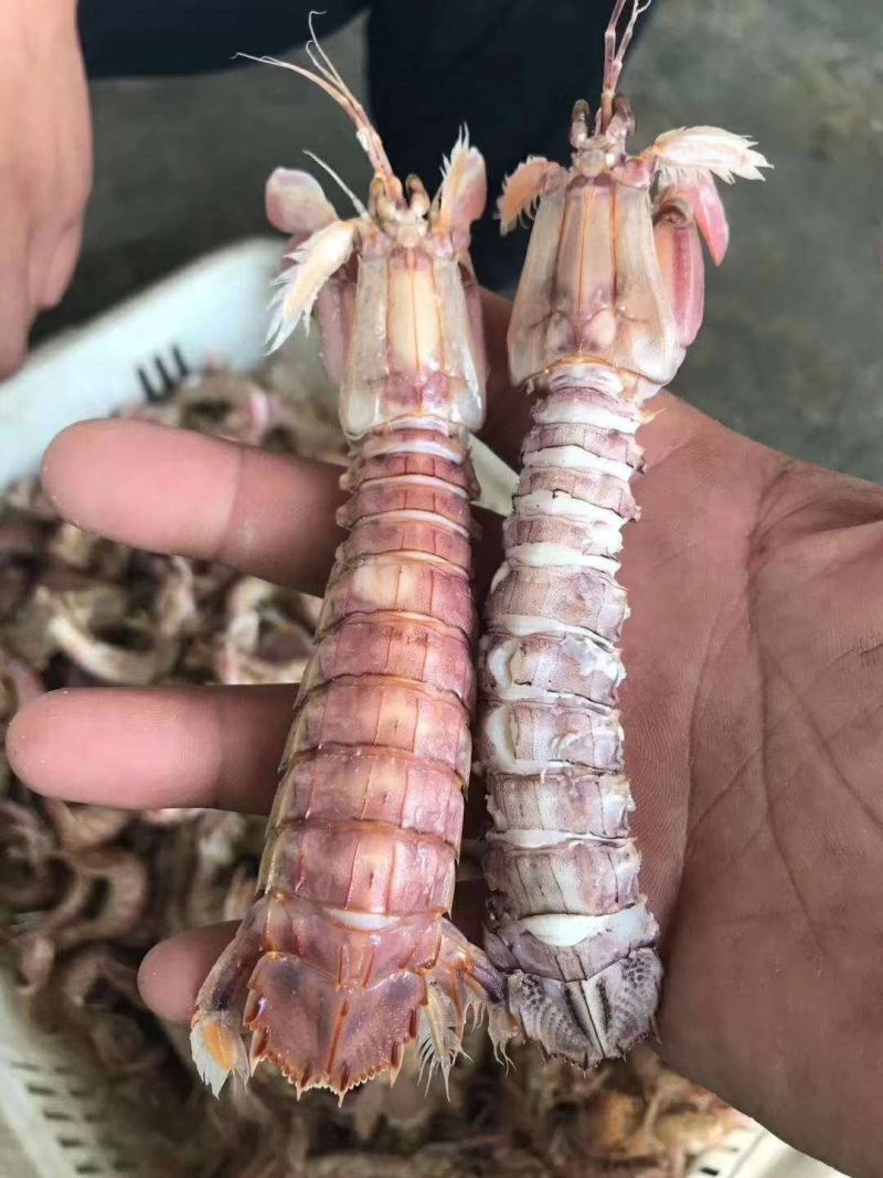 熟冻皮皮虾虾爬子大公皮皮虾小公皮皮虾