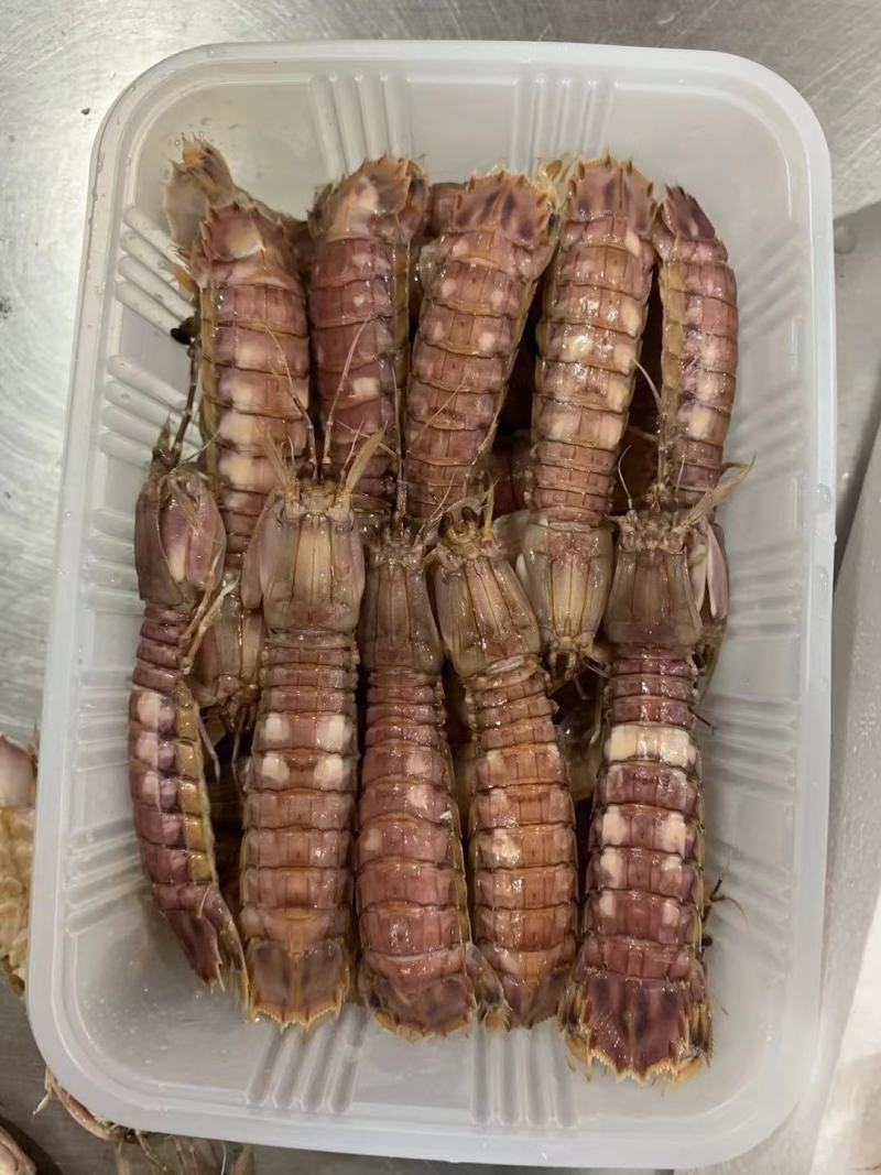 熟冻皮皮虾虾爬子大公皮皮虾小公皮皮虾