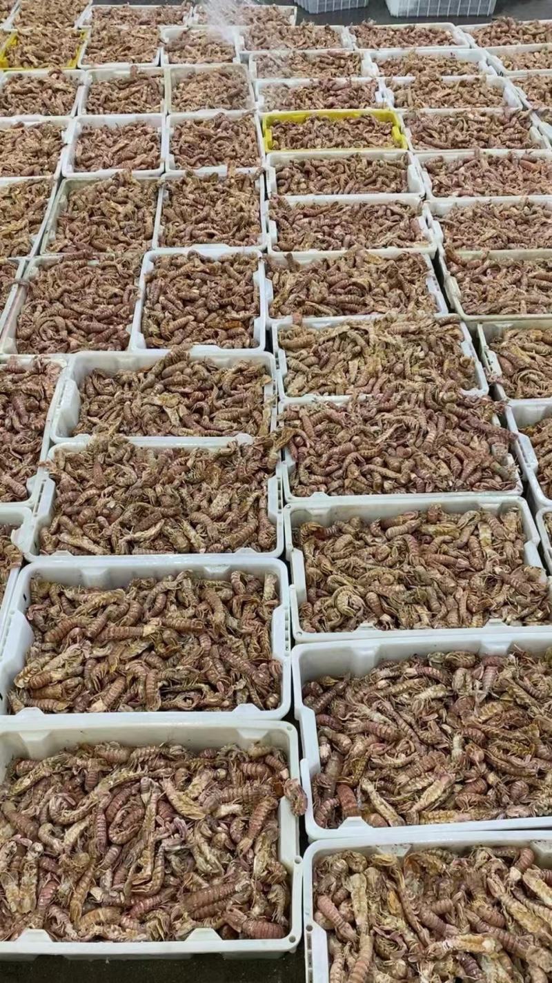 熟冻皮皮虾虾爬子大公皮皮虾小公皮皮虾
