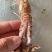 熟冻皮皮虾虾爬子大公皮皮虾小公皮皮虾