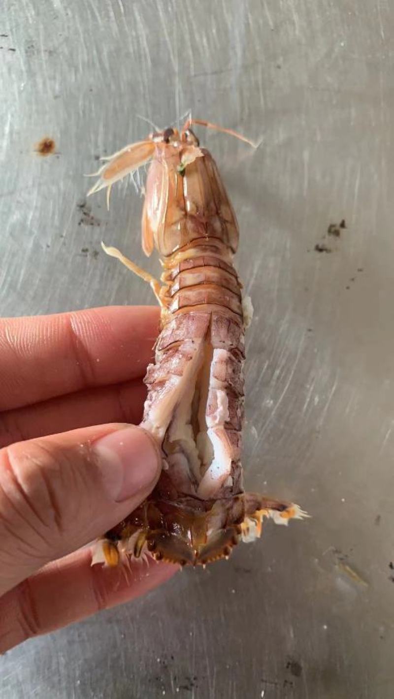 熟冻皮皮虾虾爬子大公皮皮虾小公皮皮虾