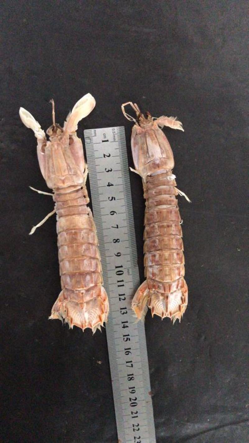 熟冻皮皮虾虾爬子大公皮皮虾小公皮皮虾