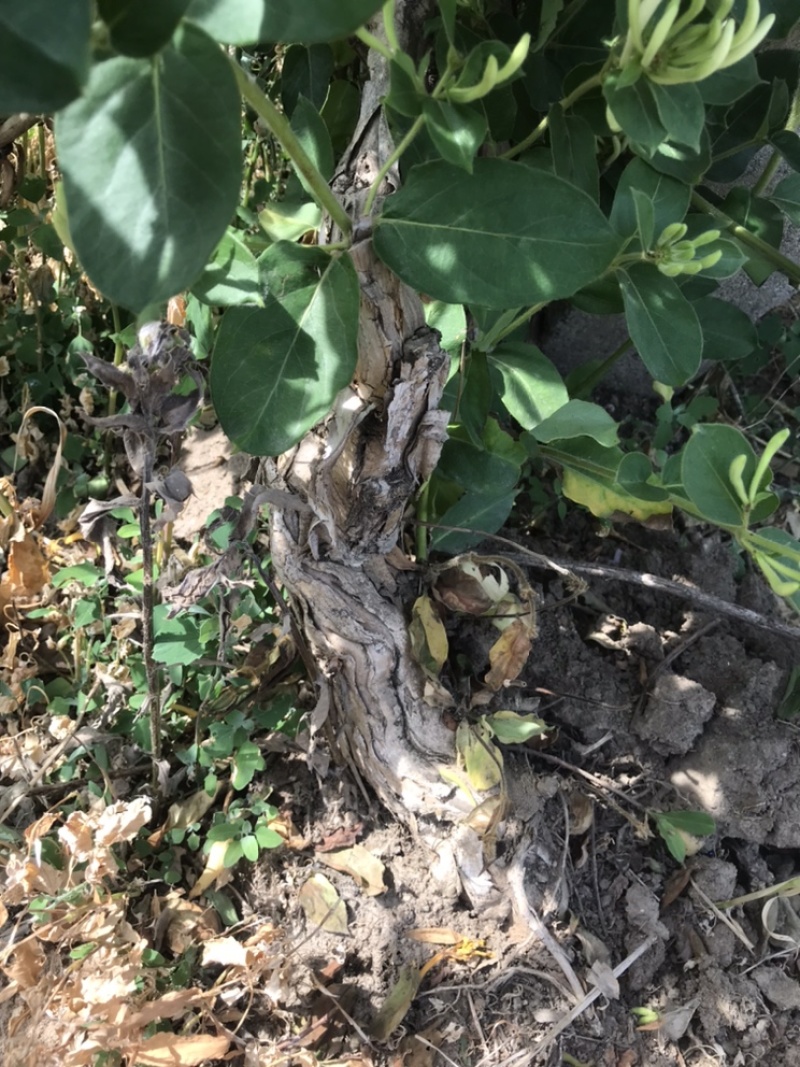 十年树龄金银花树二万棵待售