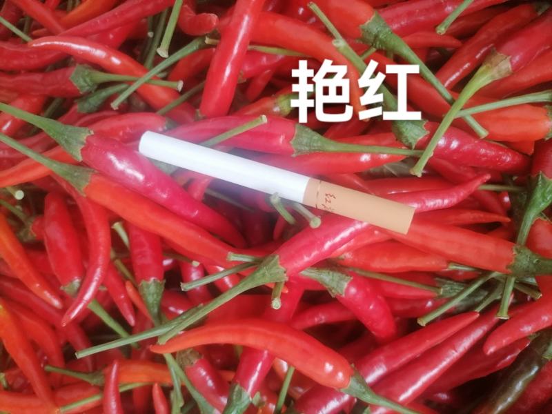 河南天香小米椒艳红米椒919电商货产地直供