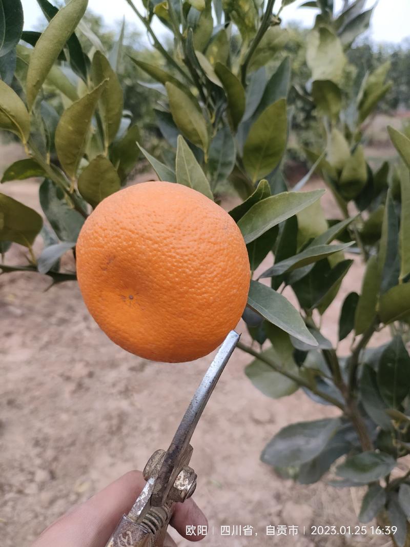 丽红柑橘苗、四川柑橘新品种系列皮薄化渣、限量供应