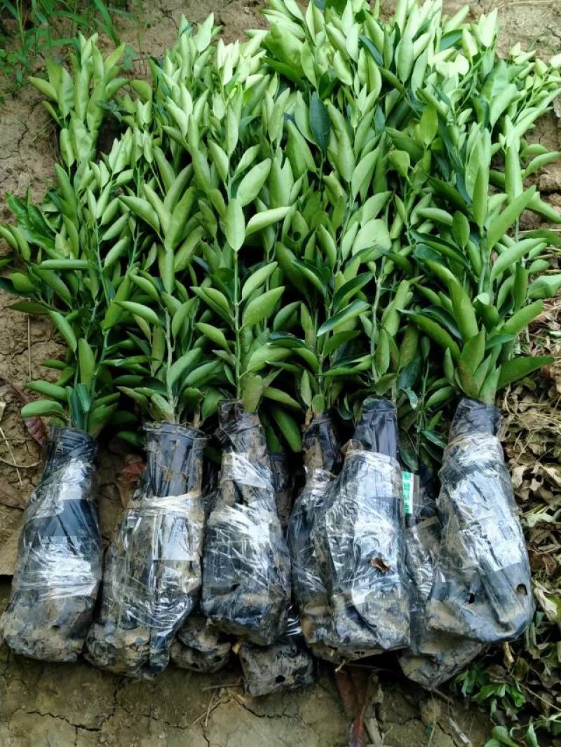 丽红柑橘苗、四川柑橘新品种系列皮薄化渣、限量供应产地直发