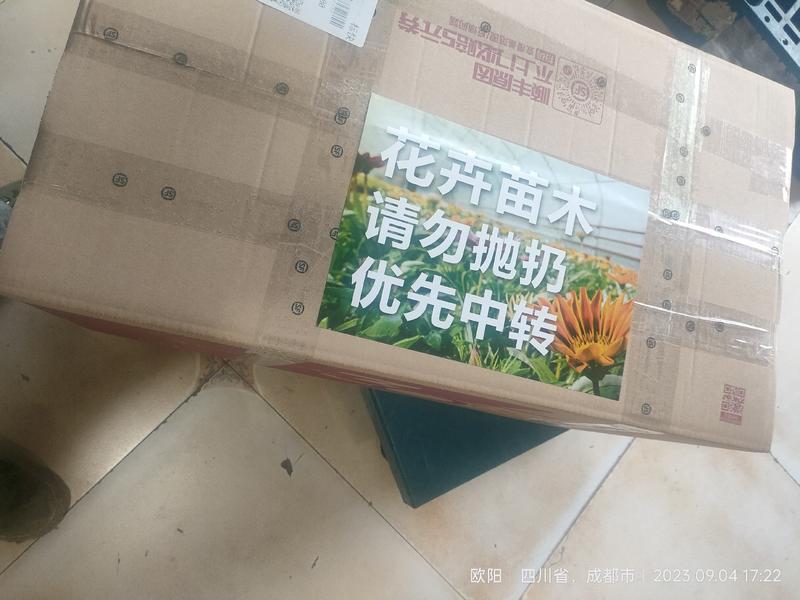丽红柑橘苗、四川柑橘新品种系列皮薄化渣、限量供应