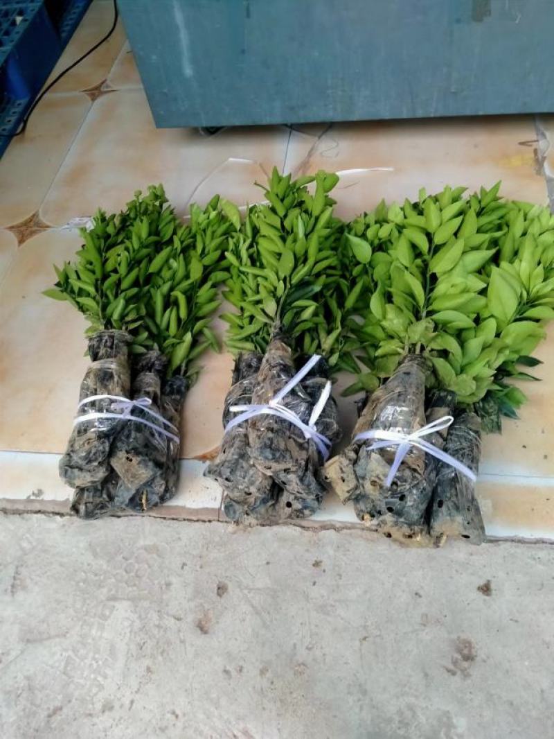 丽红柑橘苗、四川柑橘新品种系列皮薄化渣、限量供应产地直发