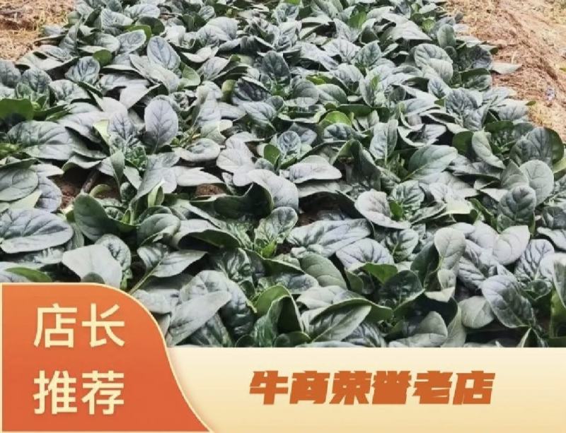 耐热趴地菠菜种子油亮圆叶抗性强250克500克