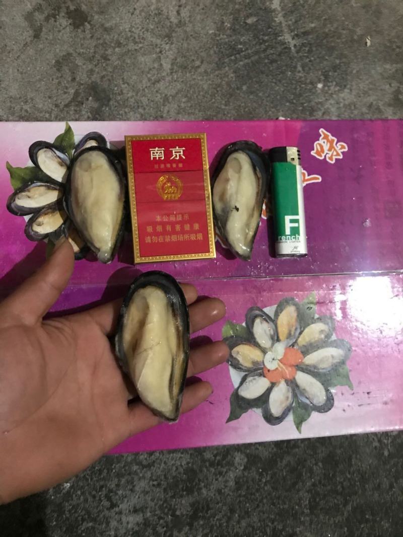 半壳青口贝海虹淡菜半壳贻贝