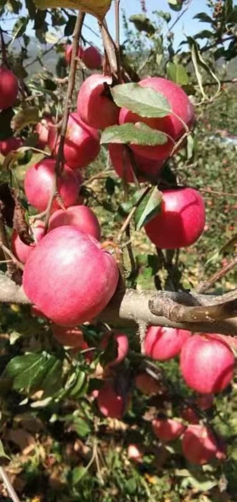 【精品苹果】辽宁葫芦岛寒富苹果大量上市代发全国欢迎来电