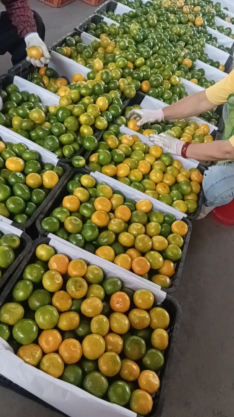 蜜橘柑橘湖北早熟蜜橘产地一手货源大量供应对接零卖电商市场