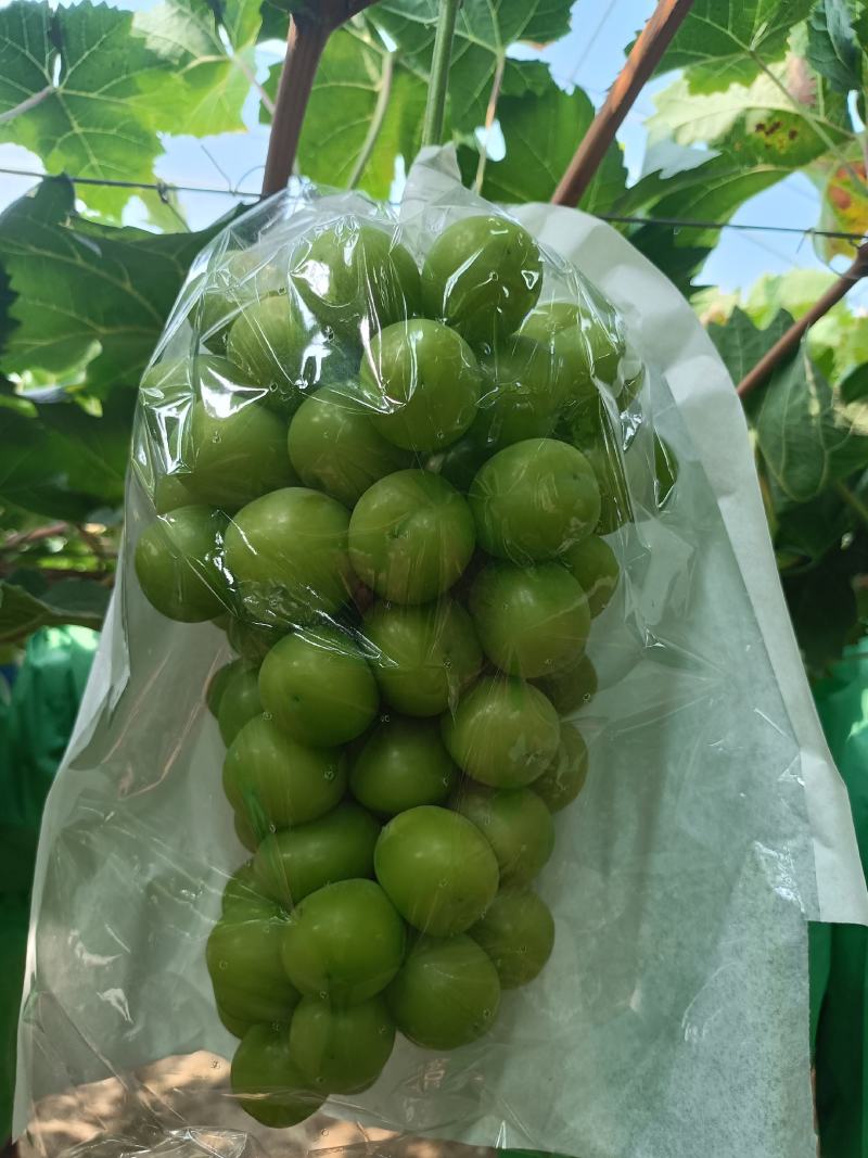 精品货15克以上丶耐长途丶适冷存丶质量棒棒哒