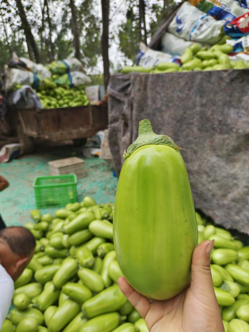 大棚无仔青茄