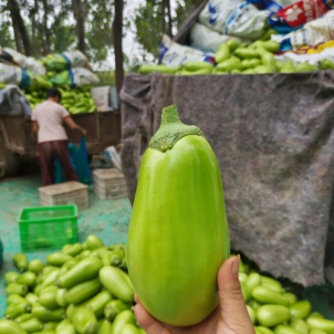 大棚无仔青茄