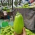 大棚无仔青茄