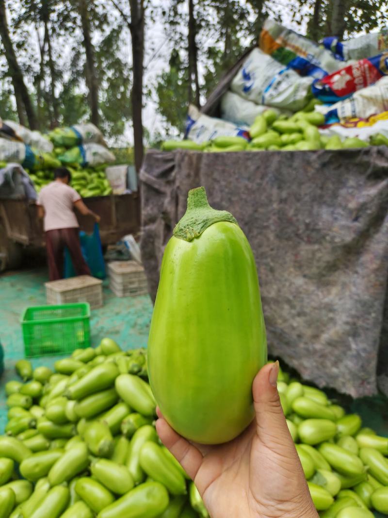 大棚无仔青茄