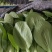 油菜，