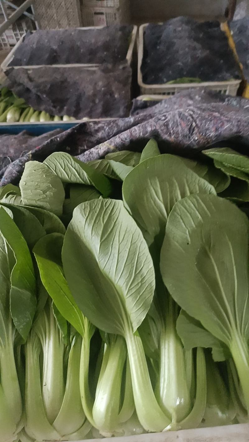 油菜，