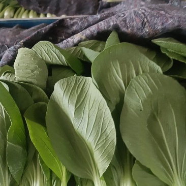 油菜，