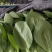 油菜，