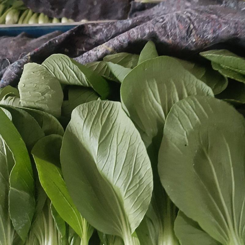 油菜，