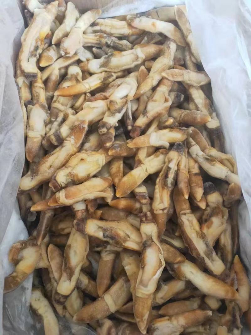 蛏王肉竹节蛏大蛏王肉海蛏