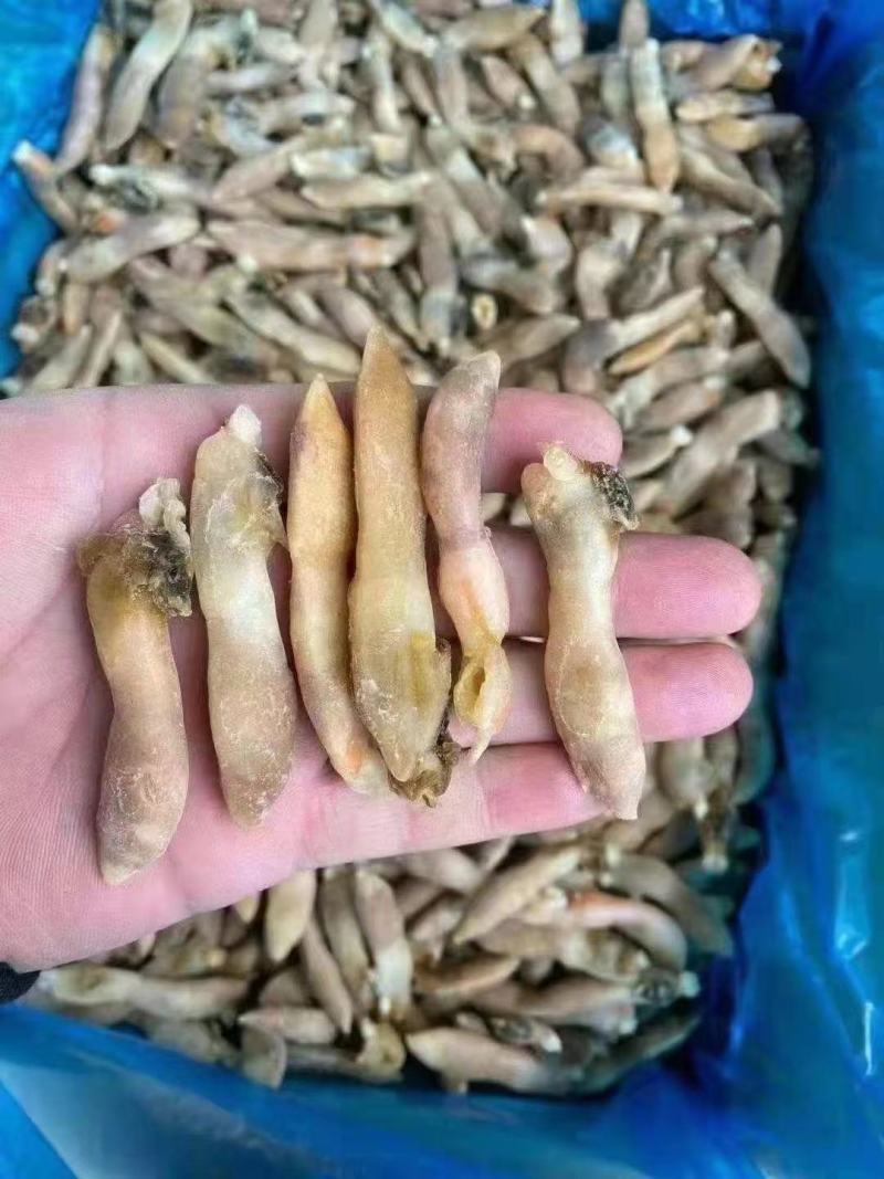 蛏王肉竹节蛏大蛏王肉海蛏