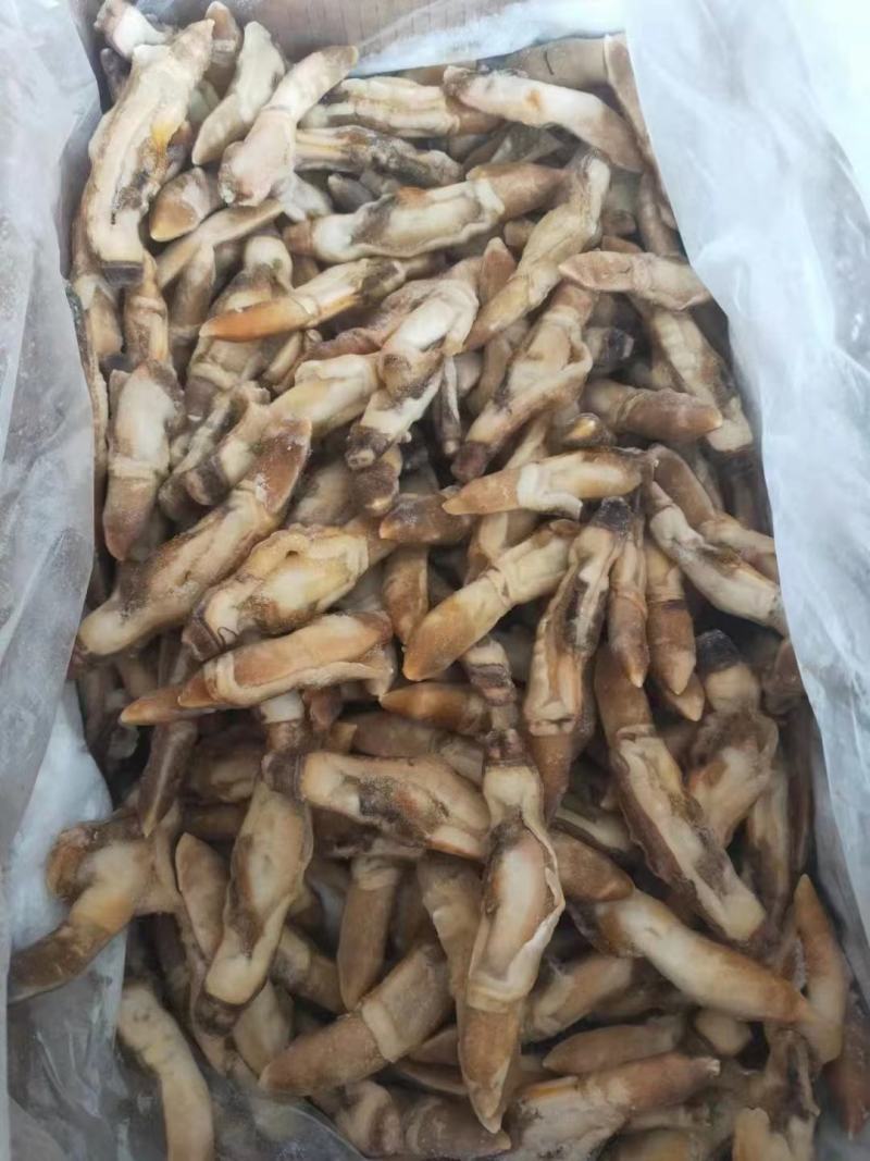 蛏王肉竹节蛏大蛏王肉海蛏