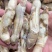 蛏王肉竹节蛏大蛏王肉海蛏