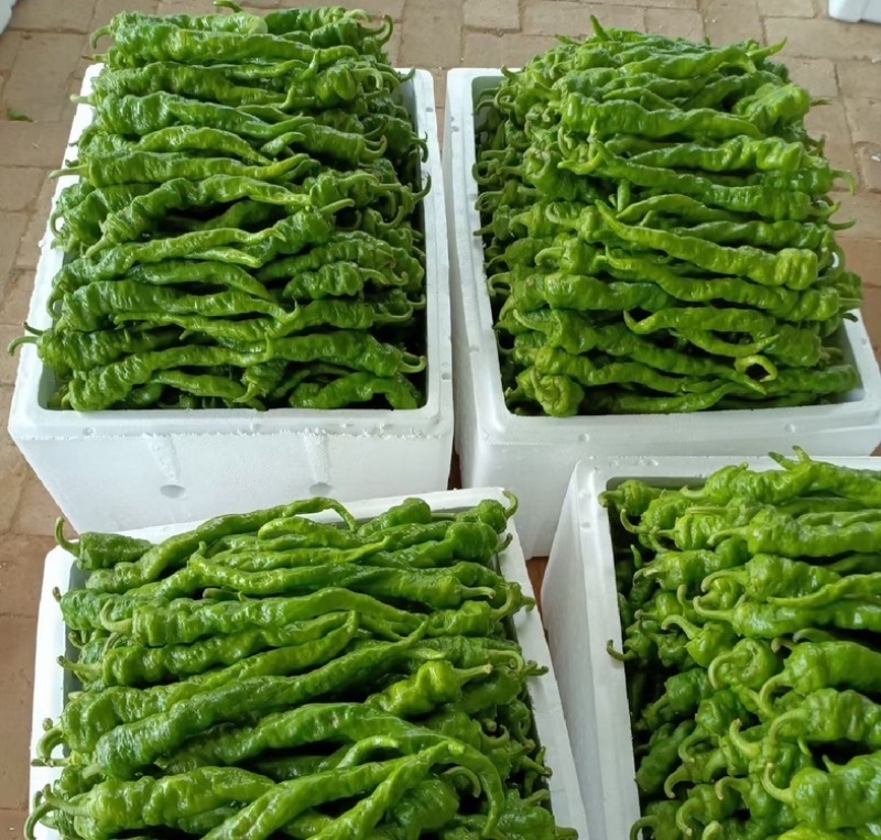 陕西螺丝椒薄皮椒大量供应全国各地客商诚信经营
