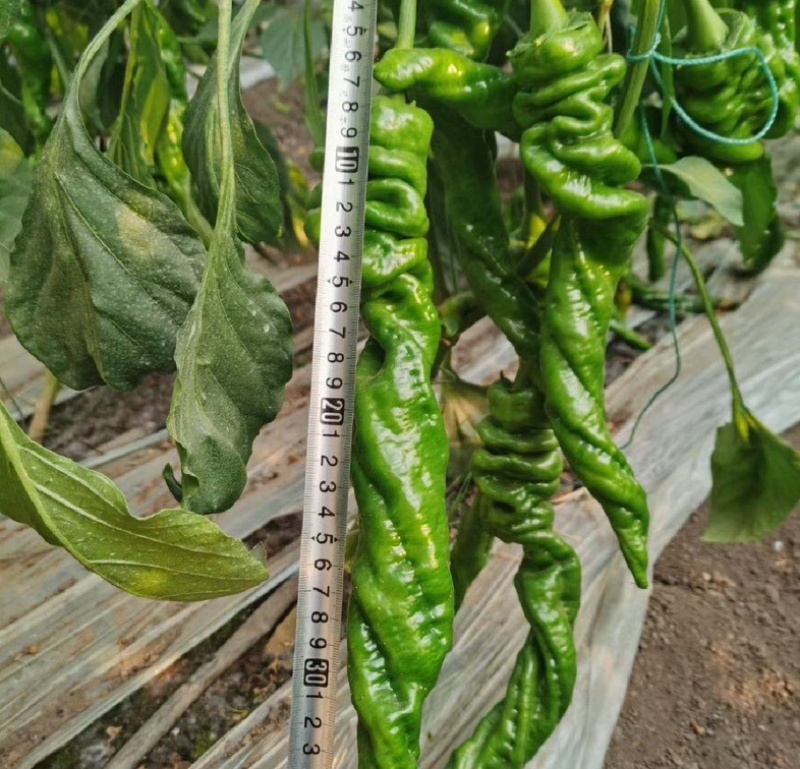 陕西螺丝椒薄皮椒大量供应全国各地客商诚信经营
