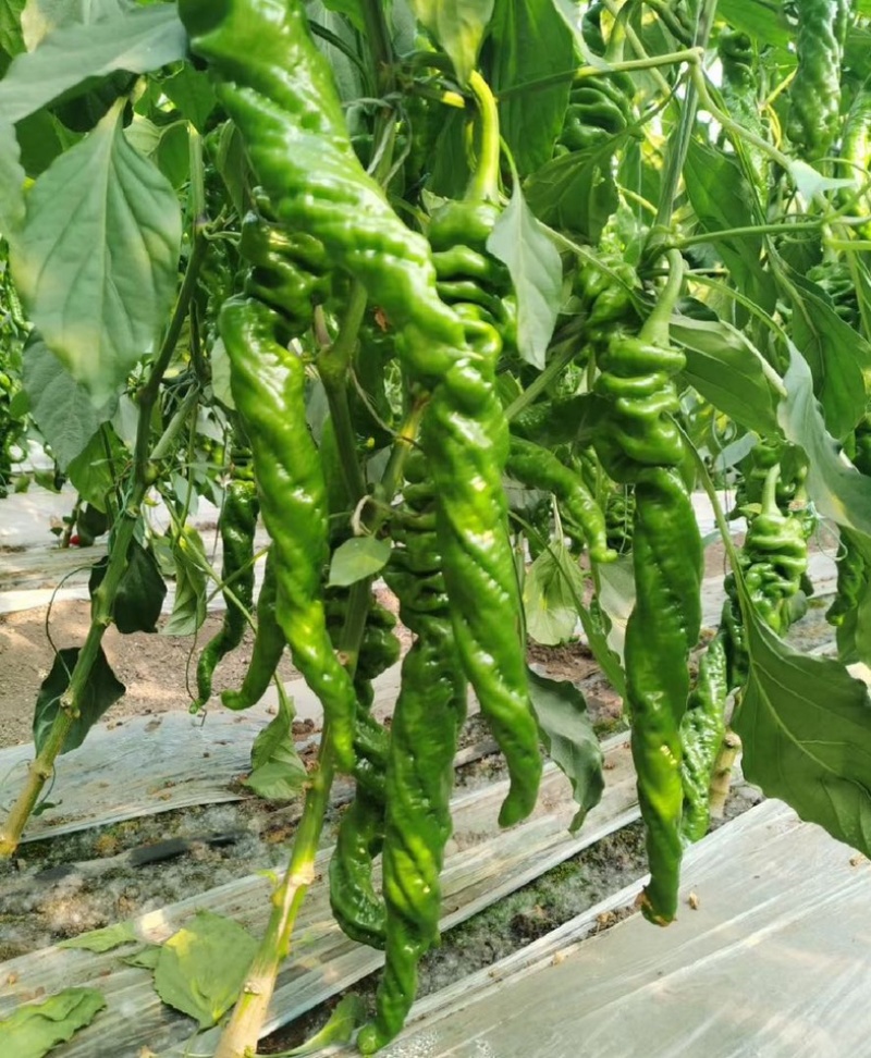 陕西螺丝椒薄皮椒大量供应全国各地客商诚信经营