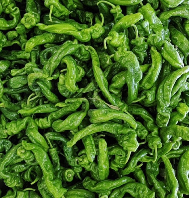 陕西螺丝椒薄皮椒大量供应全国各地客商诚信经营