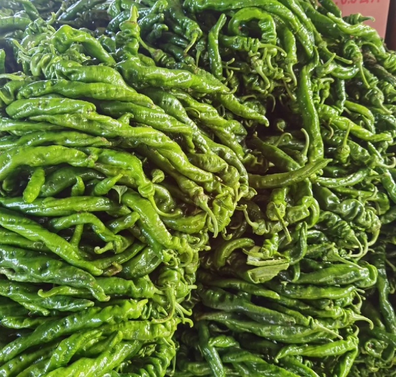 陕西螺丝椒薄皮椒大量供应全国各地客商诚信经营