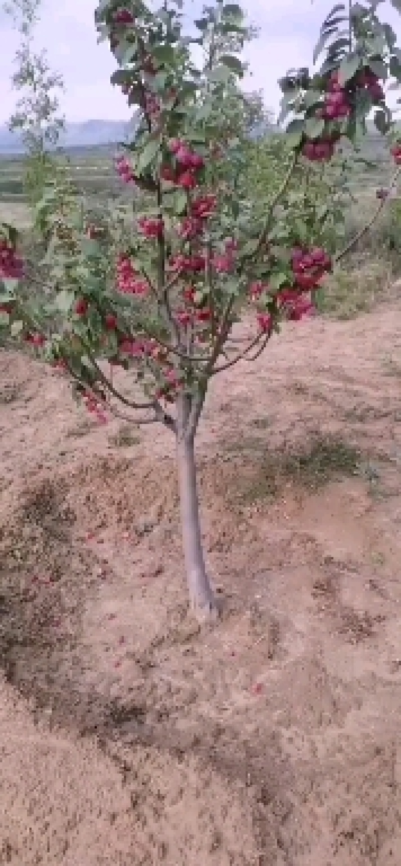 海棠果，花红果