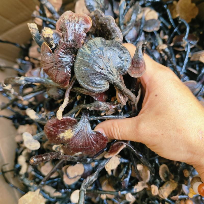 竹灵芝p