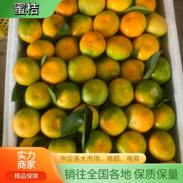 湖北特早高山蜜橘柑桔对接市场平台电商出口俄罗斯