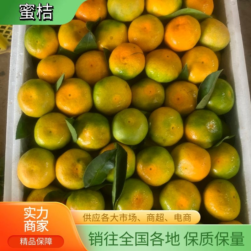 湖北特早高山蜜橘柑桔对接市场平台电商出口俄罗斯