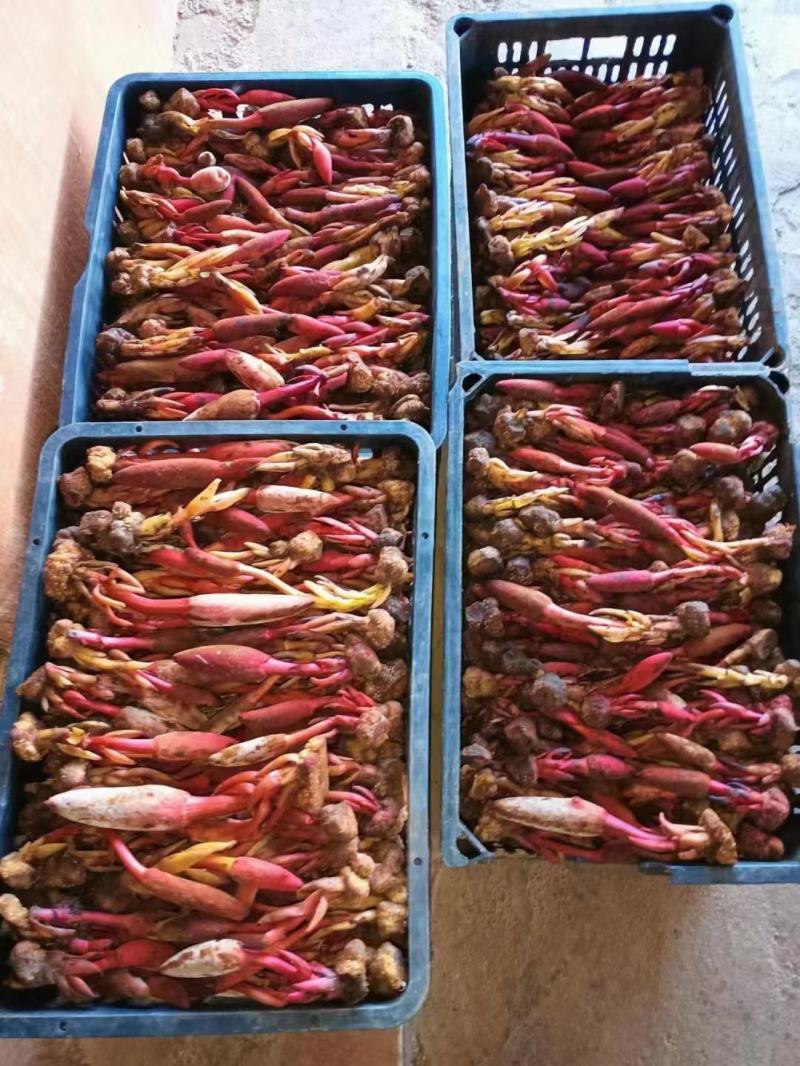 回春草还有10天开始上市