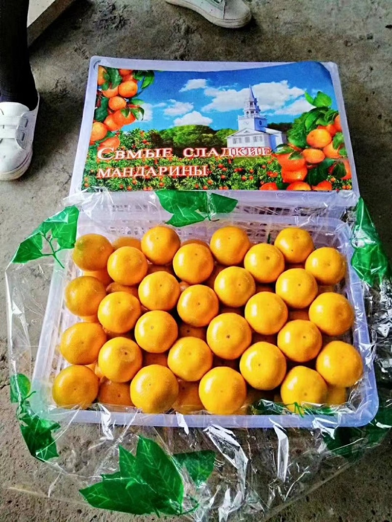 低价蜜橘，国庆一号，皮薄肉嫩，产地看货配货，价格透明