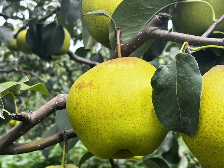 雪花梨放置在树枝上,周围是阳光洒落的果园,展现其自然生长环境 雪花梨与自然环境融合的场景