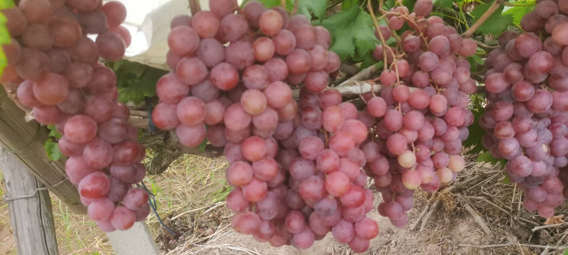 新鲜无籽红提特写，果粒饱满透明