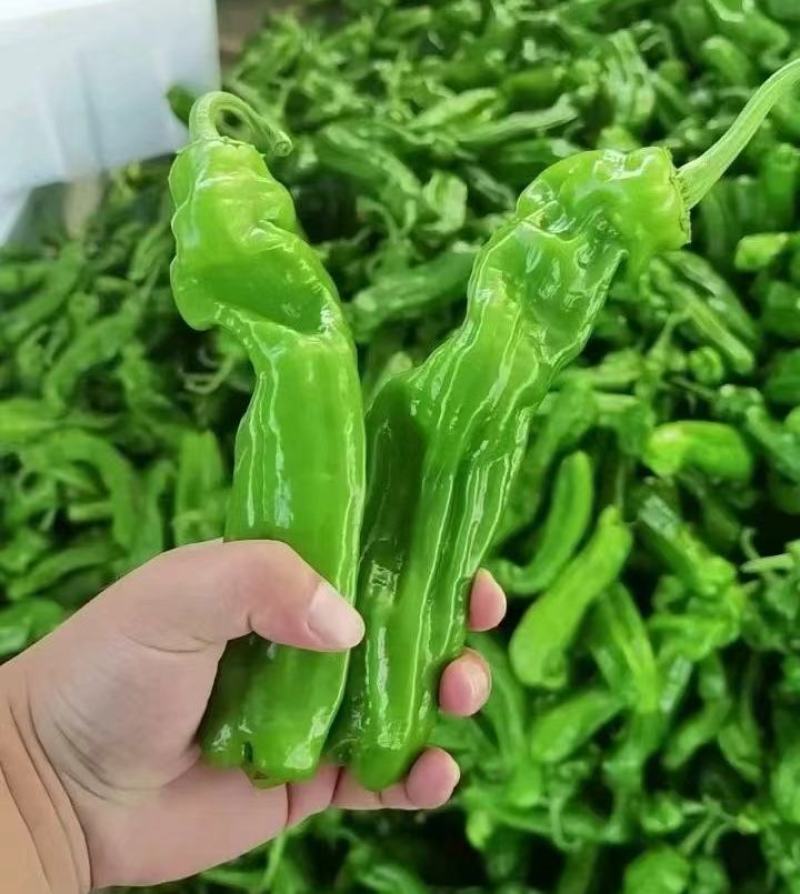 精选芜湖椒费县鲜辣椒山东薄皮芜湖椒现货代发全国