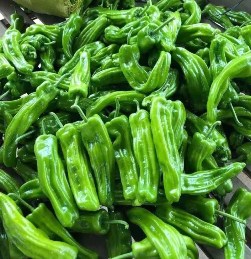 精选芜湖椒费县鲜辣椒山东薄皮芜湖椒现货代发全国